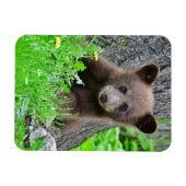 Kutest Baby Animals | Bruine Beer Cub Magneet (Horizontaal)