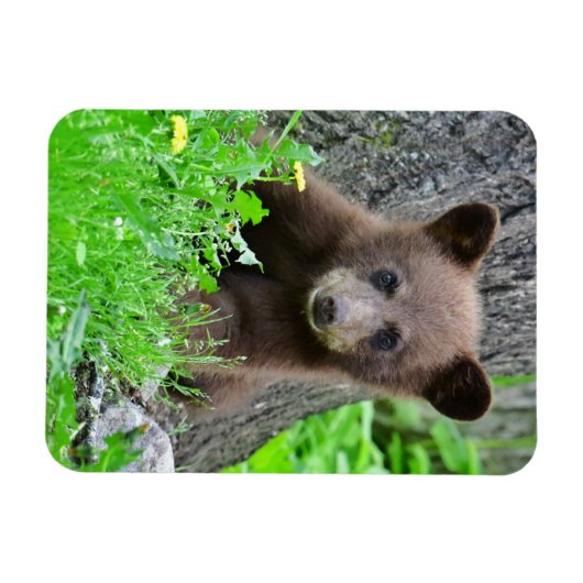 Kutest Baby Animals | Bruine Beer Cub Magneet (Horizontaal)
