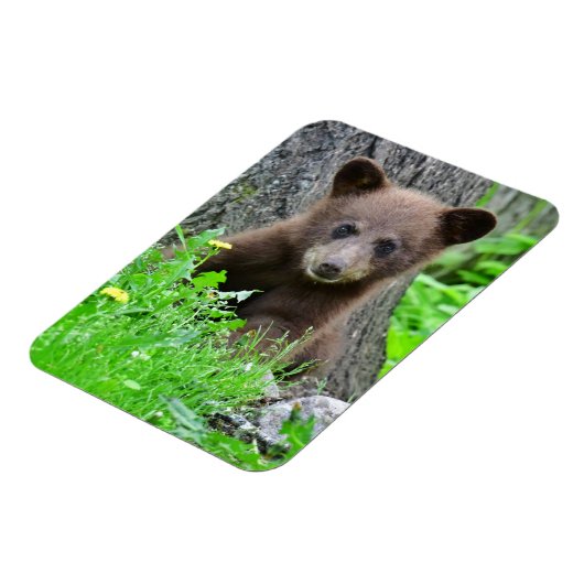 Kutest Baby Animals | Bruine Beer Cub Magneet (Linkerzijde)
