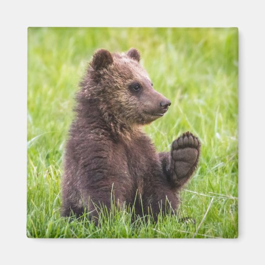 Kutest Baby Animals | Bruine Beer Cub Wave Magneet (Voorkant)