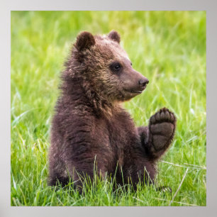 Kutest Baby Animals Bruine Beer Cub Wave Poster