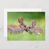 Kutest Baby Animals | Bunny Kiss Briefkaart (Voorkant / Achterkant)