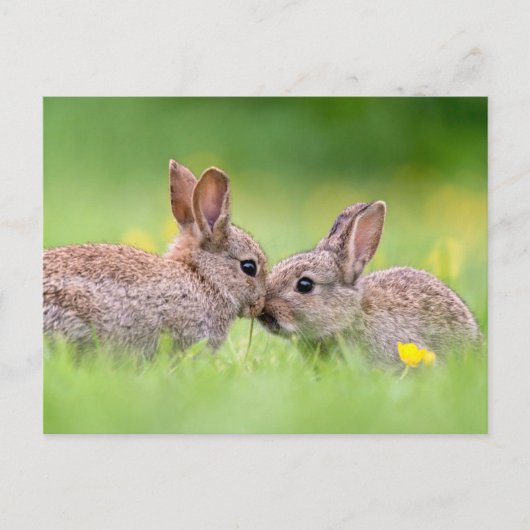 Kutest Baby Animals | Bunny Kiss Briefkaart (Voorkant)