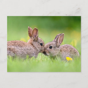 Kutest Baby Animals   Bunny Kiss Briefkaart