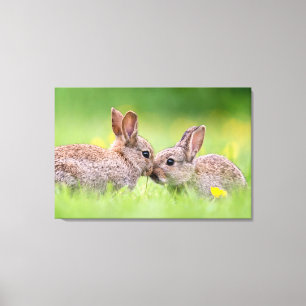 Kutest Baby Animals   Bunny Kiss Canvas Afdruk