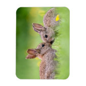 Kutest Baby Animals | Bunny Kiss Magneet (Verticaal)