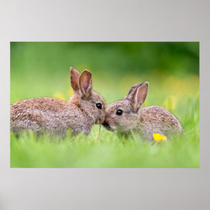 Kutest Baby Animals   Bunny Kiss Poster