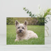 Kutest Baby Animals | Cairn Terrier Dog Bedankkaart (Staand voorkant)