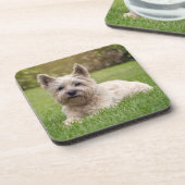 Kutest Baby Animals | Cairn Terrier Dog Bier Onderzetter (Linkerzijde)