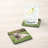 Kutest Baby Animals | Cairn Terrier Dog Bier Onderzetter (Rechterzijde)