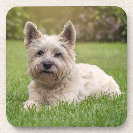 Kutest Baby Animals | Cairn Terrier Dog Bier Onderzetter (Voorkant)
