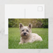 Kutest Baby Animals | Cairn Terrier Dog Briefkaart (Voorkant / Achterkant)