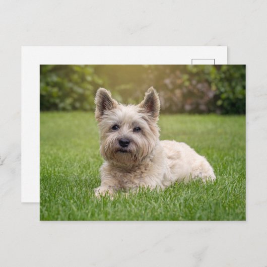 Kutest Baby Animals | Cairn Terrier Dog Briefkaart (Voorkant / Achterkant)