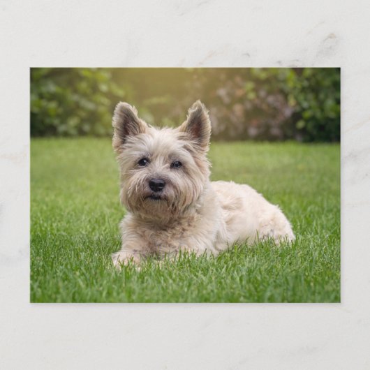 Kutest Baby Animals | Cairn Terrier Dog Briefkaart (Voorkant)