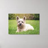 Kutest Baby Animals | Cairn Terrier Dog Canvas Afdruk (Voorkant)