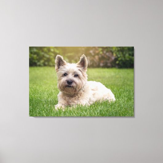 Kutest Baby Animals | Cairn Terrier Dog Canvas Afdruk (Voorkant)