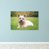Kutest Baby Animals | Cairn Terrier Dog Canvas Afdruk (Insitu (Houten vloer))