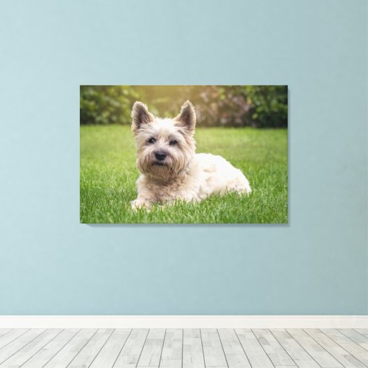 Kutest Baby Animals | Cairn Terrier Dog Canvas Afdruk (Insitu (Houten vloer))