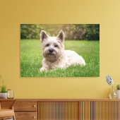 Kutest Baby Animals | Cairn Terrier Dog Canvas Afdruk (Insitu (Woonkamer))