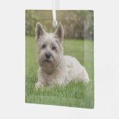 Kutest Baby Animals | Cairn Terrier Dog Glas Ornament (Voorkant links)