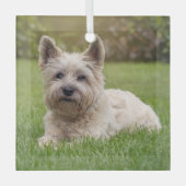 Kutest Baby Animals | Cairn Terrier Dog Glas Ornament (Voorkant)