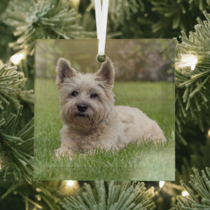 Kutest Baby Animals   Cairn Terrier Dog Glas Ornament
