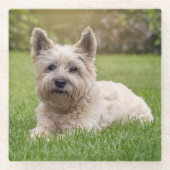 Kutest Baby Animals | Cairn Terrier Dog Glazen Onderzetter (Voorkant)
