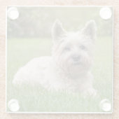 Kutest Baby Animals | Cairn Terrier Dog Glazen Onderzetter (Achterkant)