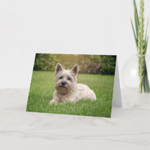 Kutest Baby Animals Cairn Terrier Dog Kaart