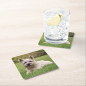 Kutest Baby Animals | Cairn Terrier Dog Kartonnen Onderzetters (Insitu)