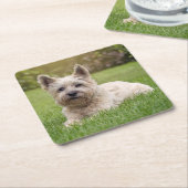 Kutest Baby Animals | Cairn Terrier Dog Kartonnen Onderzetters (Schuin)