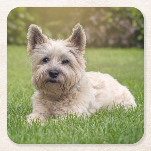 Kutest Baby Animals | Cairn Terrier Dog Kartonnen Onderzetters (Voorkant)