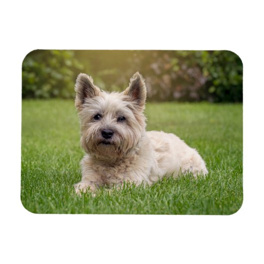 Kutest Baby Animals | Cairn Terrier Dog Magneet (Horizontaal)