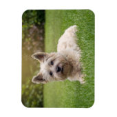 Kutest Baby Animals | Cairn Terrier Dog Magneet (Verticaal)