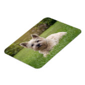 Kutest Baby Animals | Cairn Terrier Dog Magneet (Linkerzijde)