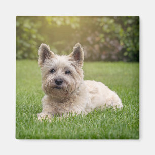 Kutest Baby Animals Cairn Terrier Dog Magneet