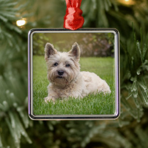 Kutest Baby Animals   Cairn Terrier Dog Metalen Ornament
