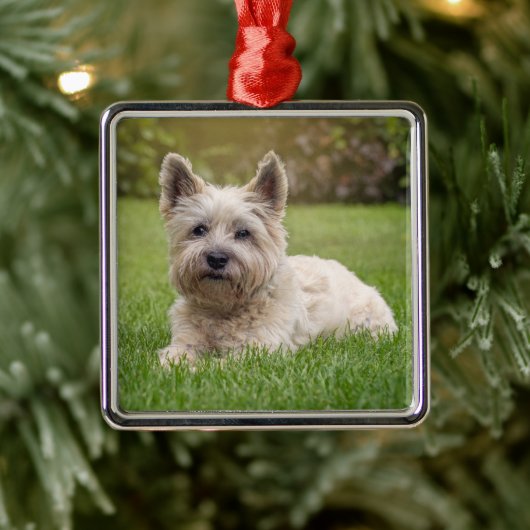 Kutest Baby Animals | Cairn Terrier Dog Metalen Ornament (Boom)