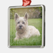 Kutest Baby Animals | Cairn Terrier Dog Metalen Ornament (Links)