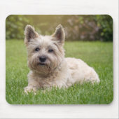 Kutest Baby Animals | Cairn Terrier Dog Muismat (Voorkant)
