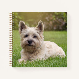 Kutest Baby Animals   Cairn Terrier Dog Notitieboek