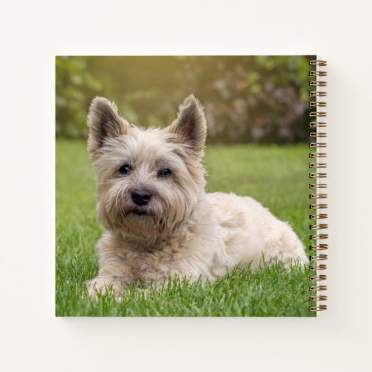 Kutest Baby Animals | Cairn Terrier Dog Notitieboek (Achterkant)