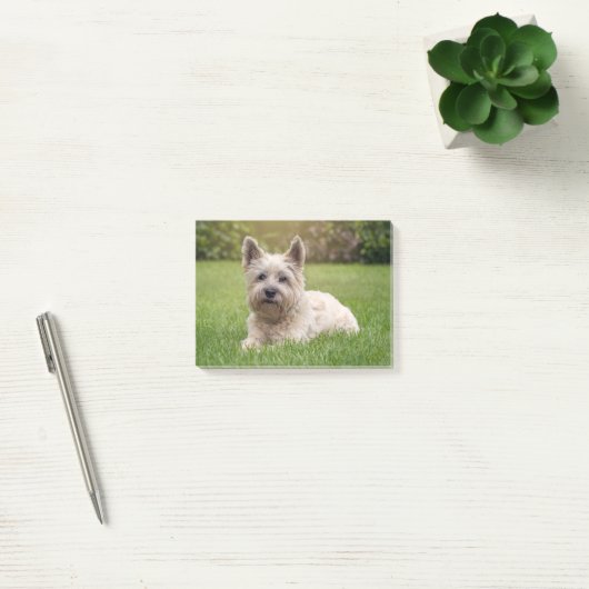 Kutest Baby Animals | Cairn Terrier Dog Post-it® Notes (Kantoor)