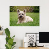 Kutest Baby Animals | Cairn Terrier Dog Poster (Thuiskantoor)