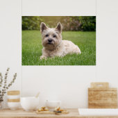 Kutest Baby Animals | Cairn Terrier Dog Poster (Keuken)