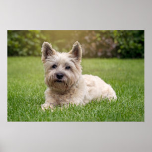 Kutest Baby Animals   Cairn Terrier Dog Poster