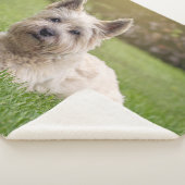 Kutest Baby Animals | Cairn Terrier Dog Sherpa Deken (3/4)