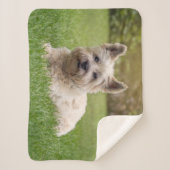 Kutest Baby Animals | Cairn Terrier Dog Sherpa Deken (Voorkant)