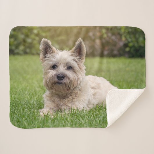 Kutest Baby Animals | Cairn Terrier Dog Sherpa Deken (Voorkant (horizontaal))