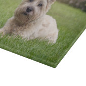 Kutest Baby Animals | Cairn Terrier Dog Snijplank (Hoek)